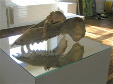 Vom Wasser frei gegeben III, Mann mit Biss, 2006, objet trouvé, Keramikfigur, Wildschweinkiefer 26x10cm