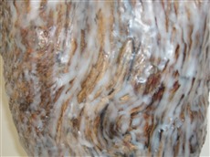 vom Wasser frei gegeben I, 2006, Detail, objet trouvé