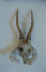 Schweizerkrebs, 1998, Gehörn und Gips, 26x13cm
