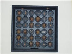 <center>+- Samenspiel / 2013<br />Samenkapseln / Hölzer<br />30x30cm</center>